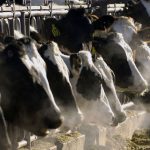 İklim krizi: Danimarka, ineklerden kaynaklanan metan emisyonlarını %30 oranında azaltan bir yem katkı maddesini sübvanse ediyor.