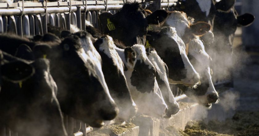 İklim krizi: Danimarka, ineklerden kaynaklanan metan emisyonlarını %30 oranında azaltan bir yem katkı maddesini sübvanse ediyor.