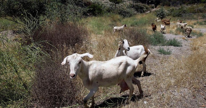 Yunanistan ve Romanya, süt üretimini tehdit eden “koyun-keçi vebasıyla” boğuşuyor