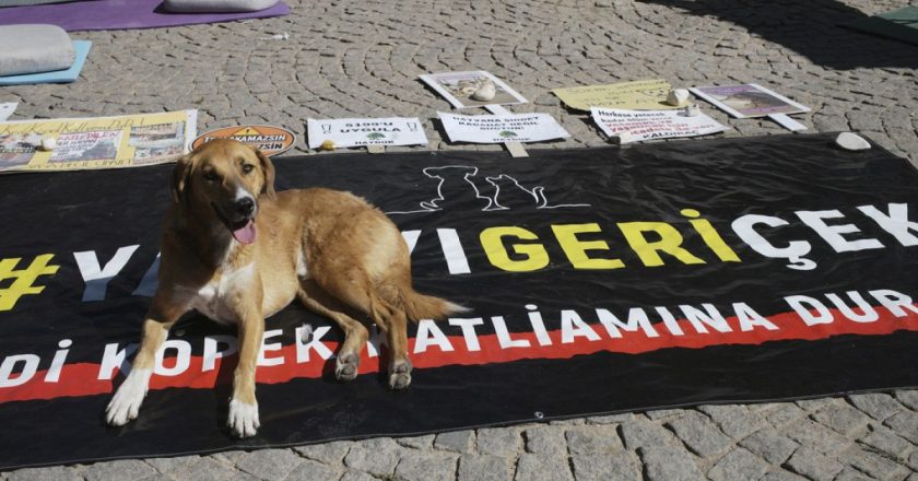 Sokak hayvanlarına ilişkin mevzuat Resmi Gazete'de yayımlanarak yürürlüğe girdi.