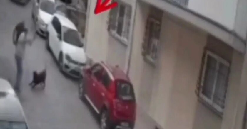 Şiddet anları görüntülendi: Köpeğe kemerle vurdu – Son Dakika Türkiye Haberleri